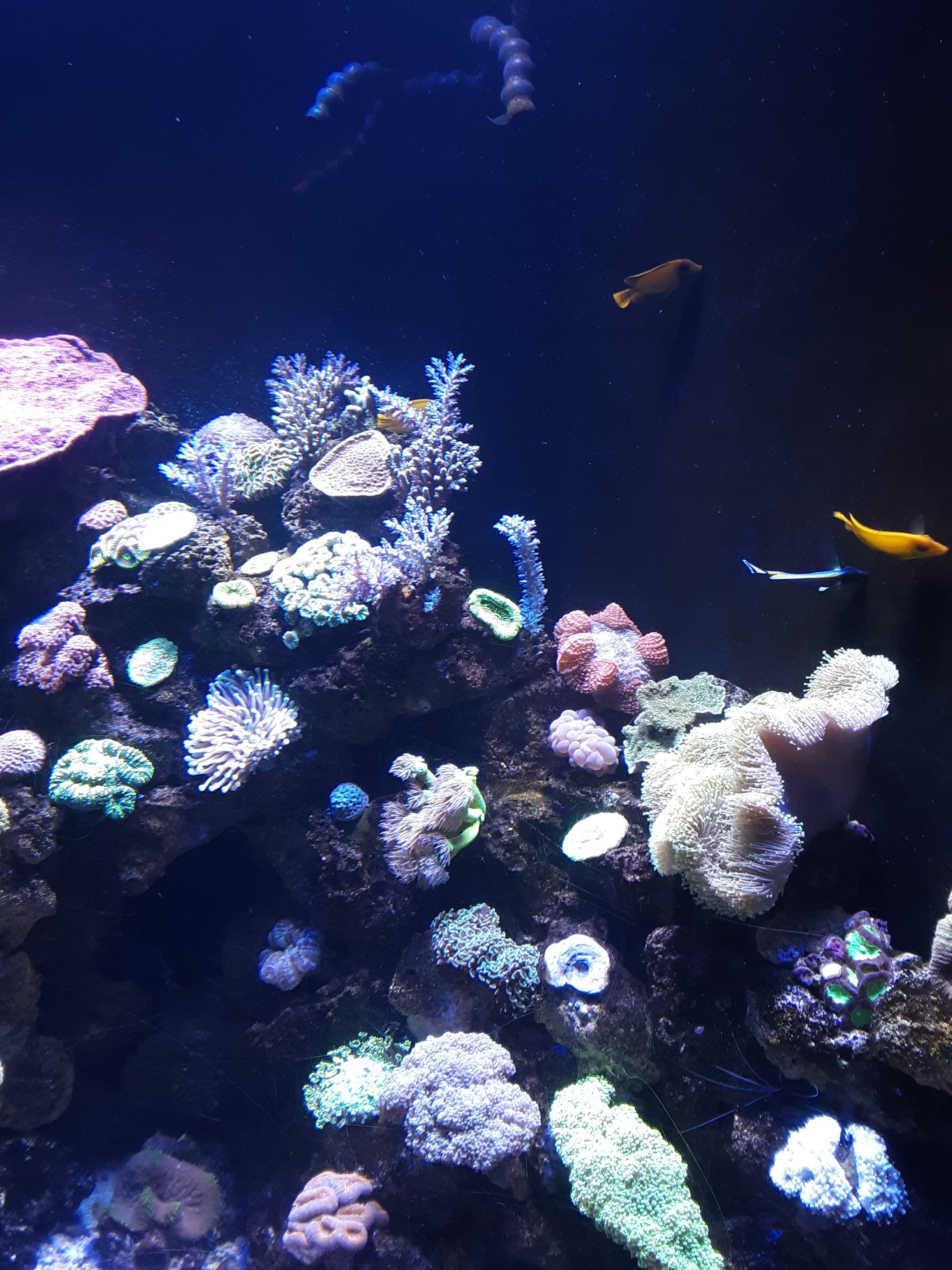 Sea Life Aquarium Pictures in Carlsbad
