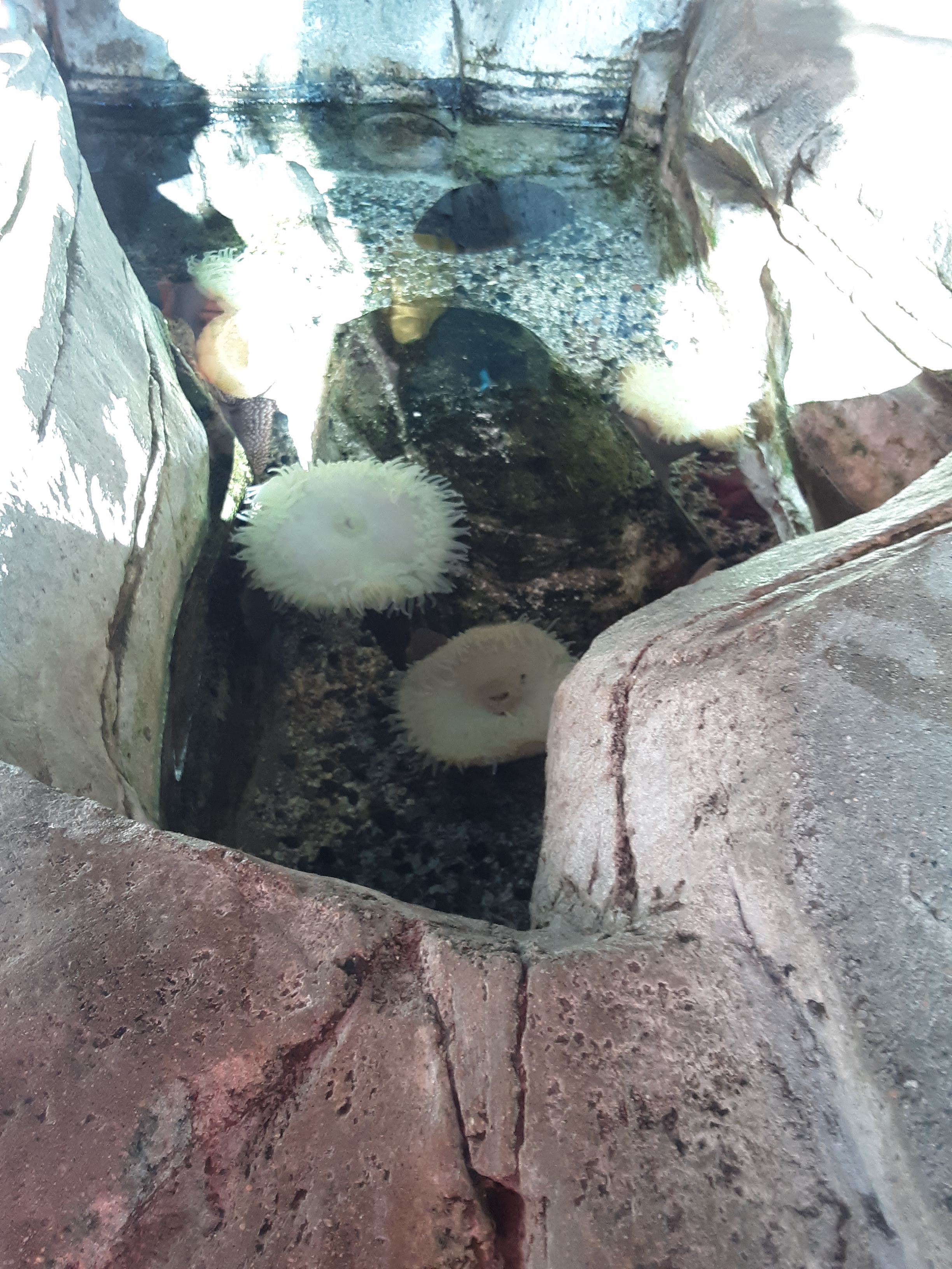 Aquarium Pictures at Sea Life