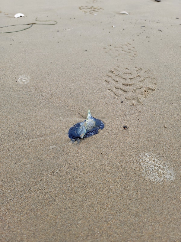 Picture of Velella, By-the-Wind Sailor, found at Pismo Beach, California
