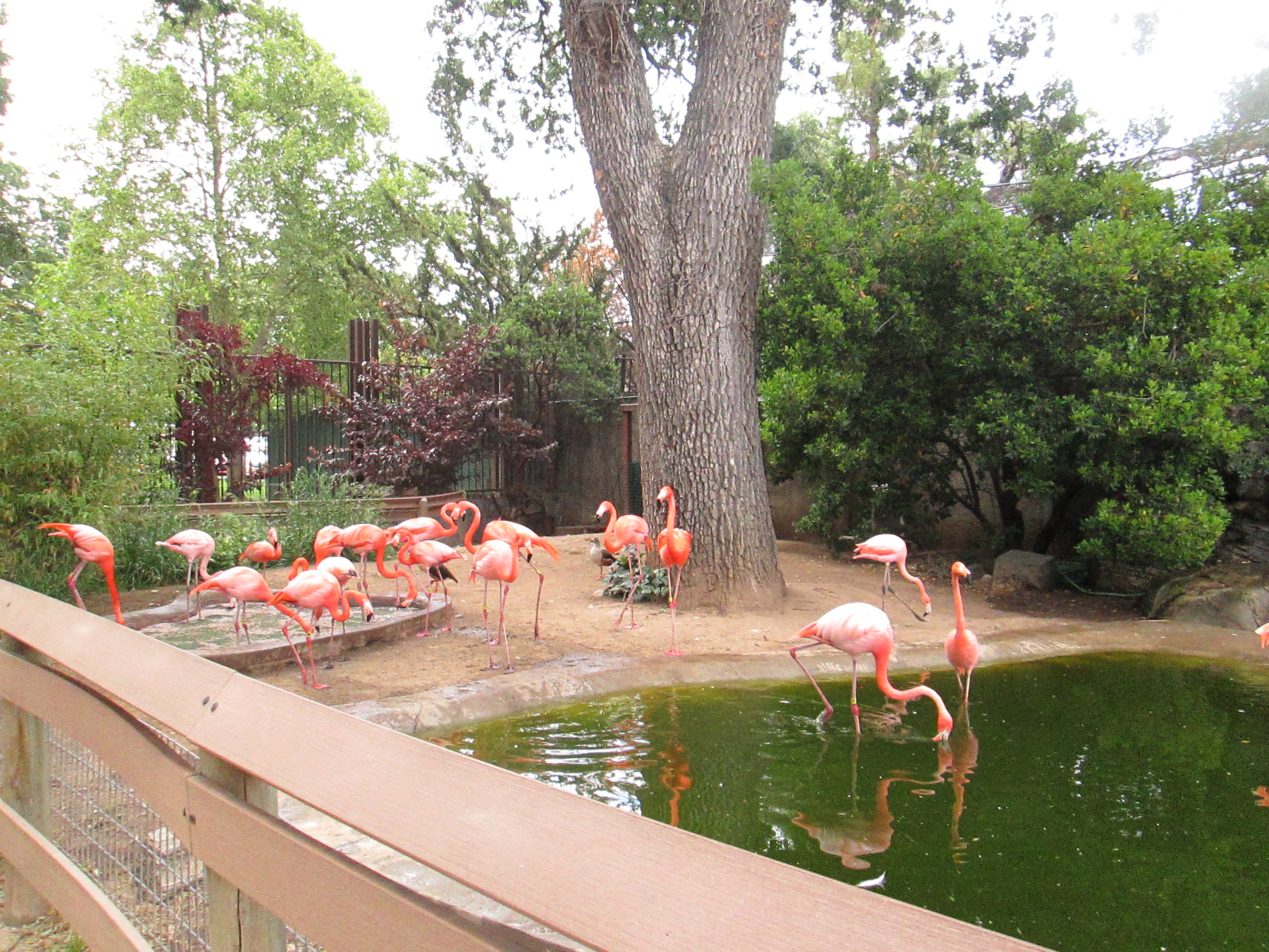 Charles Paddock Zoo