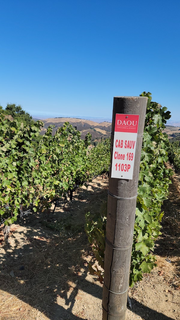 Best Vineyards Photo in Paso Robles